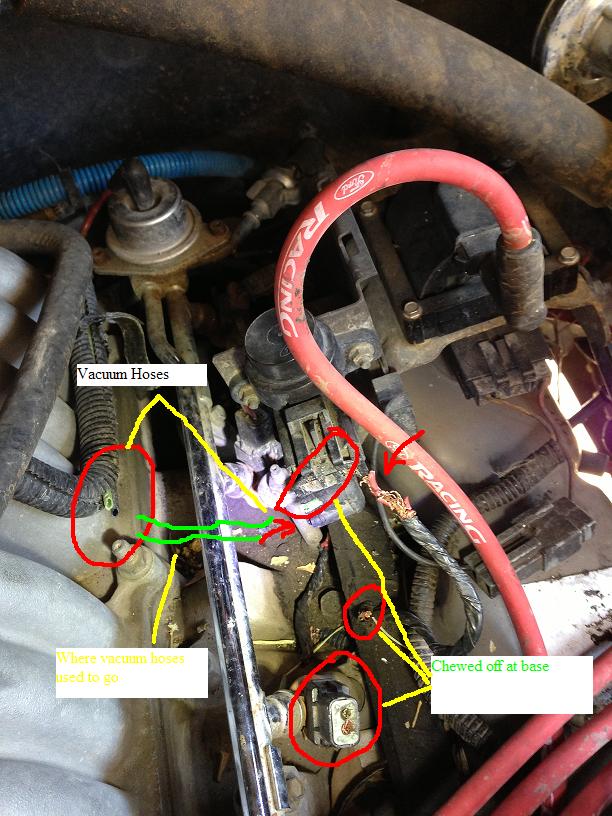 Engine bay showing vacuum hoses, some chewed off at the base, with markings indicating where they need to go