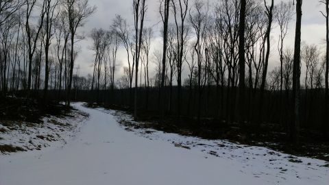 1995 Ford Bronco - A winter scene shows a path covered in snow winding through a forest with leafless trees.