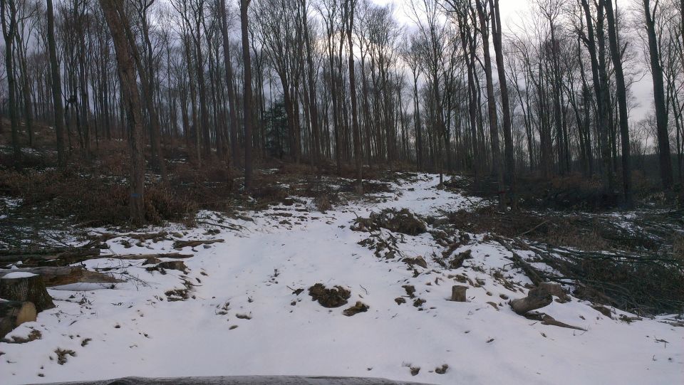 Snowy path through a forest with fallen trees and stumps