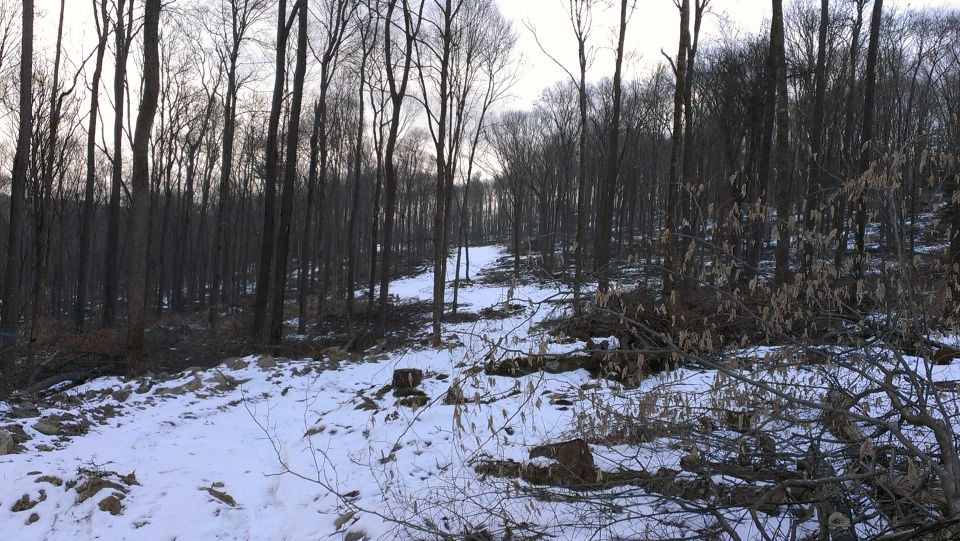 snowy path through a bare forest with cut logs