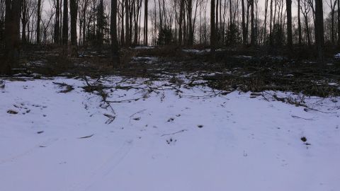 1995 Ford Bronco - A winter scene shows snow-covered ground with tire tracks, leading into a dark forest.