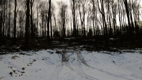 1995 Ford Bronco - Tire tracks mark a path through a snowy forest with bare trees under an overcast sky.