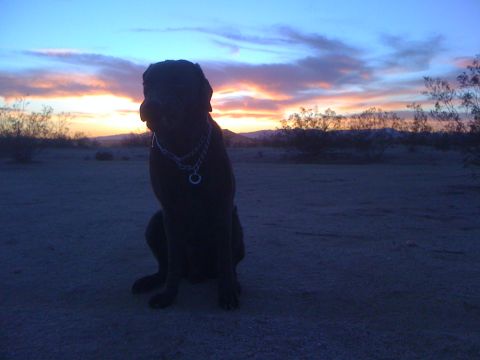 1986 Yugo GV - A dog sits in the desert as the sun sets, casting a silhouette against the colorful sky.