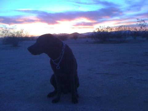 1986 Yugo GV - A black dog sits in a desert landscape as the sun sets, casting colorful hues across the sky.