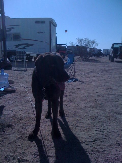 1986 Yugo GV - A dog stands in a desert campsite with multiple RVs and trucks visible in the background.