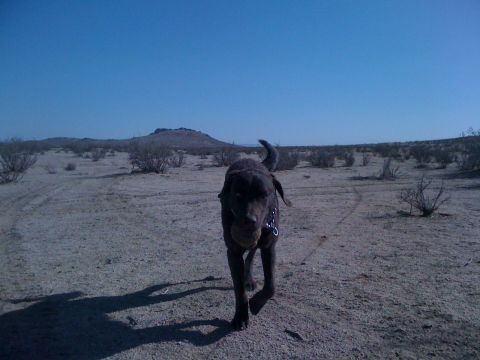 1986 Yugo GV - A dog carries a ball while walking through a barren desert environment.