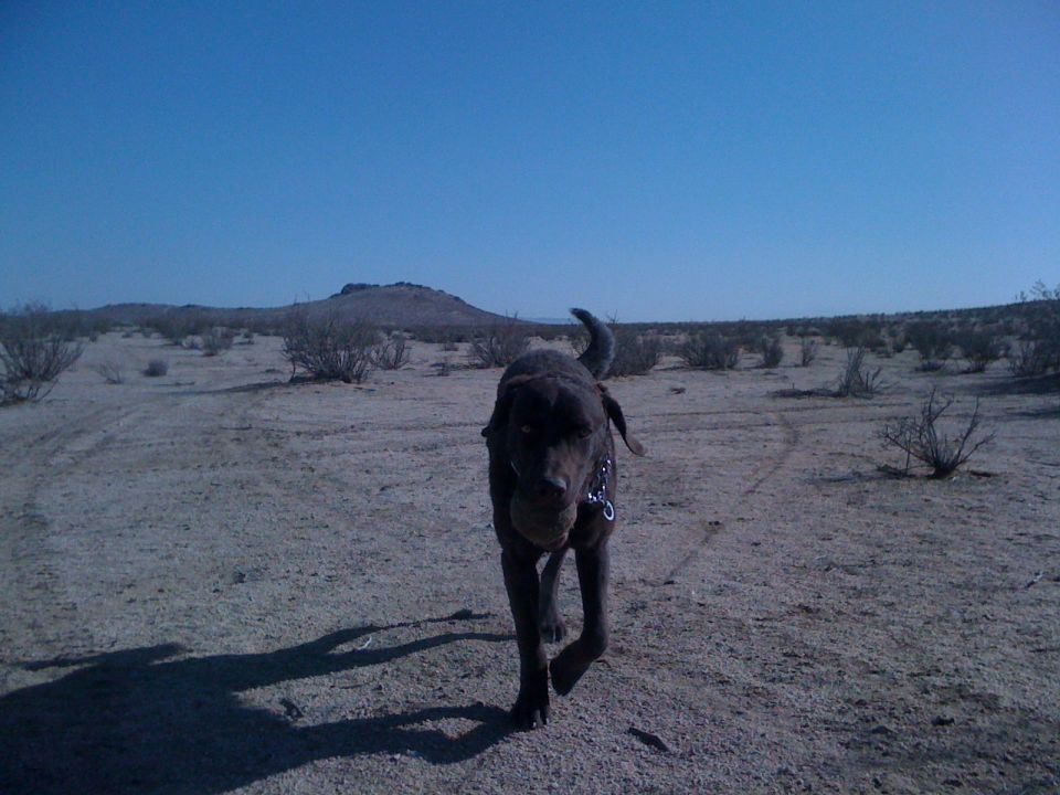 Chocolate Labrador trotting toward camera with tennis ball in open desert