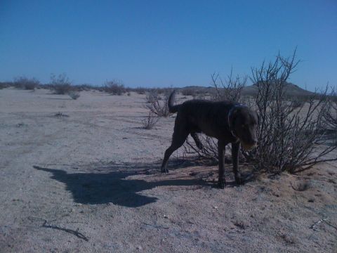 1986 Yugo GV - A dog stands in a dry, arid environment under a clear blue sky.