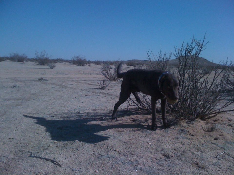 Chocolate Labrador with blue collar standing by desert brush holding a tennis ball