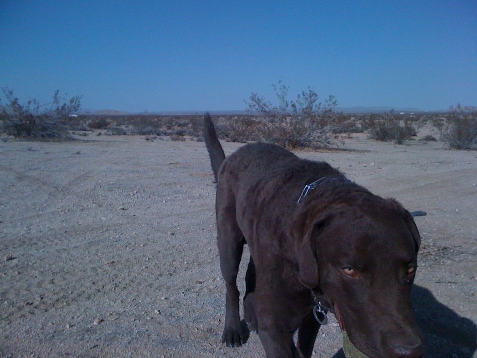 Chocolate lab dog standing in a dry, desert landscape under a clear blue sky