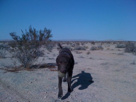 1986 Yugo GV - A dog carries a ball across a barren desert landscape under a clear blue sky.