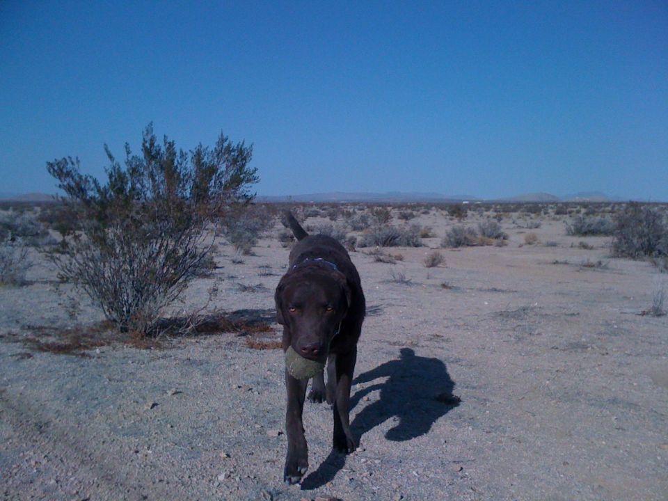 Chocolate Labrador carrying a tennis ball across open desert under blue sky