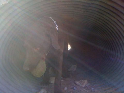 1986 Yugo GV - A brown dog holds a ball while standing inside a large metal pipe.