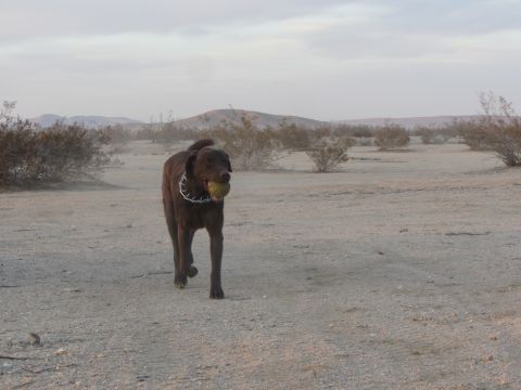 1986 Yugo GV - A dog carries a ball through a dry, arid landscape under a hazy sky.