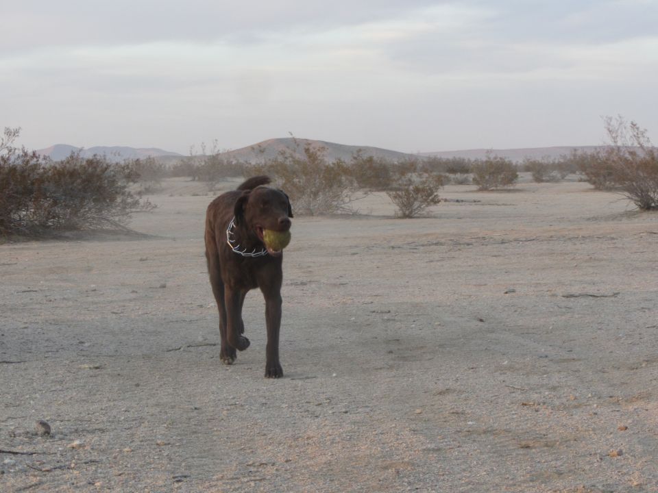 Brown dog with a ball in its mouth walks across a dusty desert plain with sparse bushes and hills in the background