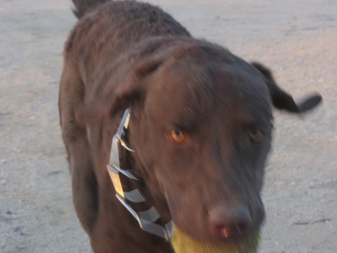 1986 Yugo GV - A dog wearing a spiked collar is about to catch a ball.