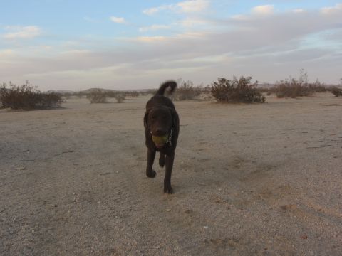 1986 Yugo GV - A dog runs across a sandy desert landscape with sparse brush under a cloudy sky.
