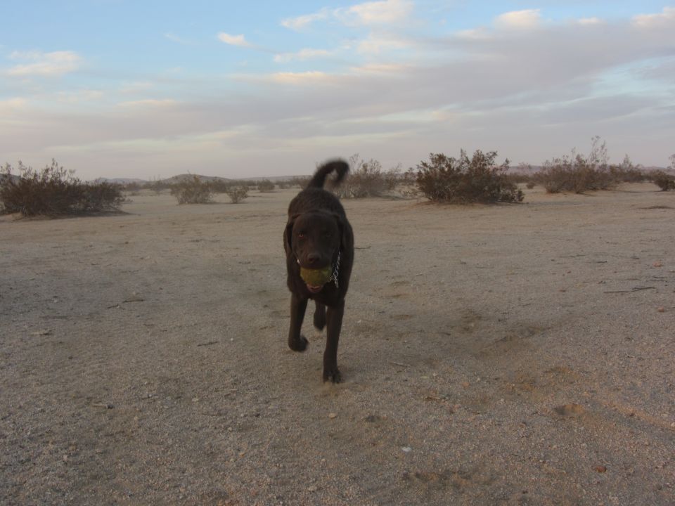 Chocolate lab running in desert with ball in mouth