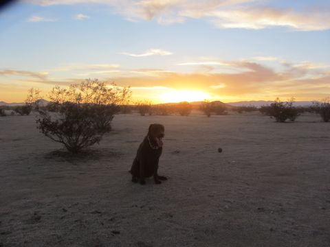 1986 Yugo GV - A dog sits patiently in a desert landscape as the sun sets behind distant mountains.