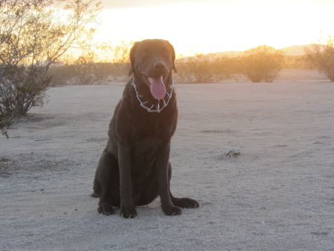 1986 Yugo GV - A chocolate labrador retriever sits patiently in a desert landscape as the sun sets.