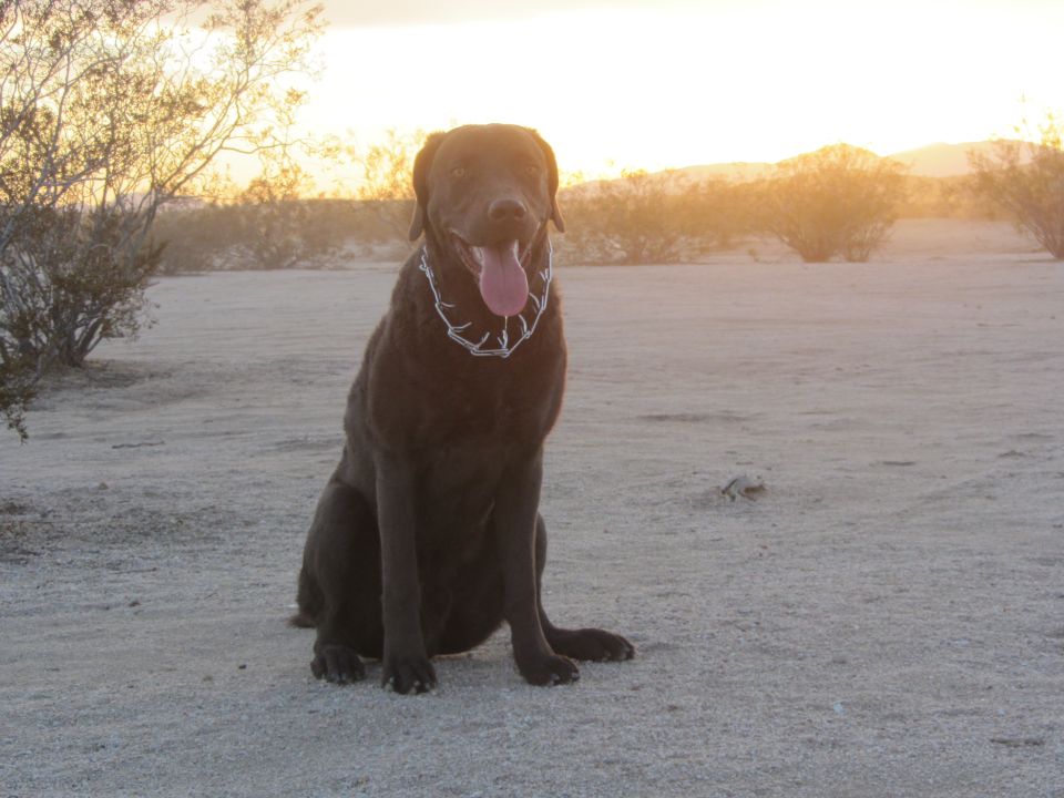 Chocolate labrador retriever dog sitting in a desert landscape with bushes and mountains in the background during sunset