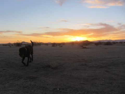 1986 Yugo GV - A dog trots across a desert plain as the sun sets behind distant mountains.