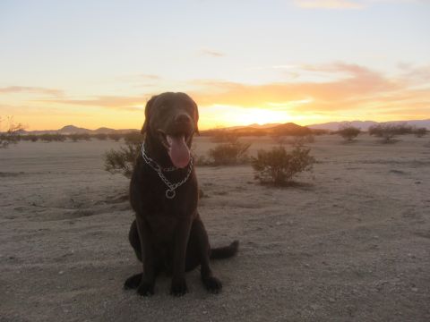 1986 Yugo GV - A chocolate labrador sits in a desert landscape as the sun sets on the horizon.