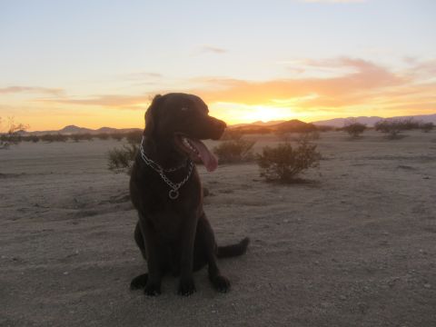 1986 Yugo GV - A dog sits in a desert landscape during a colorful sunset.