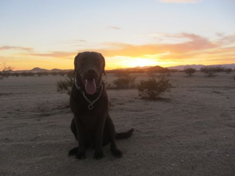1986 Yugo GV - A dog sits patiently in the desert as the sun sets over the mountains.