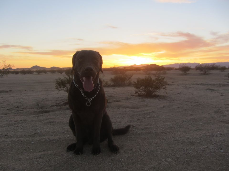 Black dog sits in desert landscape with sunset in background
