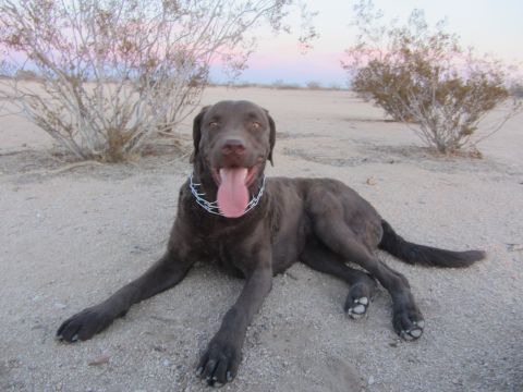 1986 Yugo GV - A chocolate lab rests in a desert landscape at dusk, its tongue hanging out.