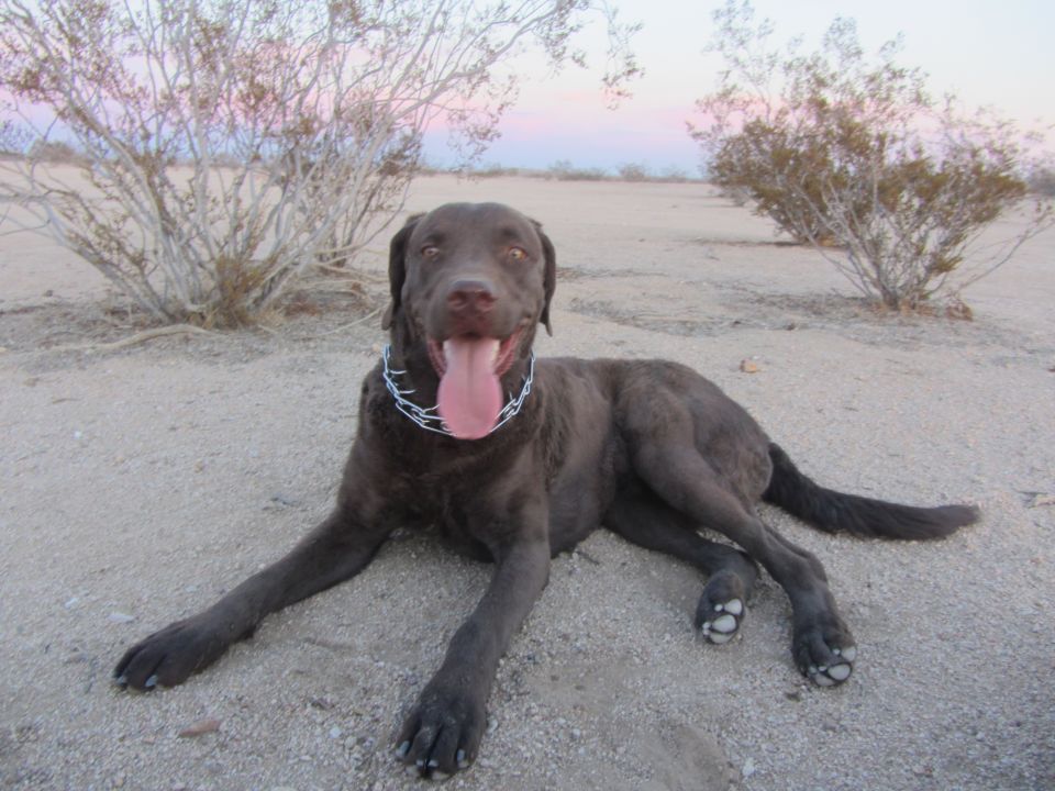Chocolate lab dog lying on sandy ground in desert landscape with sparse bushes and pink sky