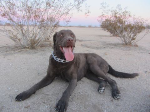 1986 Yugo GV - A brown dog rests on sandy ground with sparse desert vegetation under a colorful twilight sky.