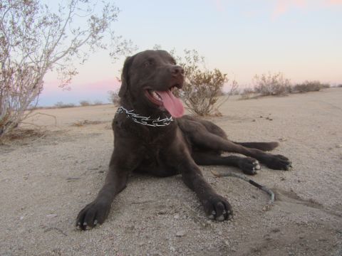 1986 Yugo GV - A chocolate lab rests in the desert with a spiked collar as the sun sets.