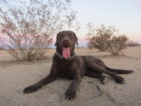 1986 Yugo GV - A chocolate labrador retriever rests in a desert landscape at dusk.