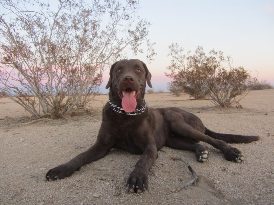 Chocolate labrador retriever lying on sandy ground with desert brush and pastel sky
