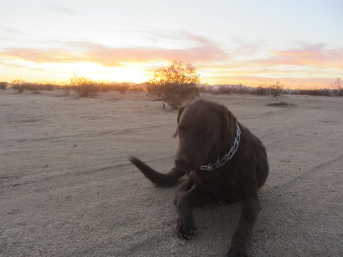 1986 Yugo GV - A chocolate lab rests in the desert as the sun sets, with mountains visible on the horizon.