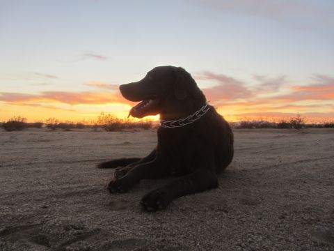 1986 Yugo GV - A dog rests on the ground, silhouetted against a colorful sunset sky with scattered clouds.