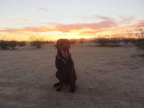 1986 Yugo GV - A dog sits in a desert landscape as the sun sets, casting warm colors across the sky.