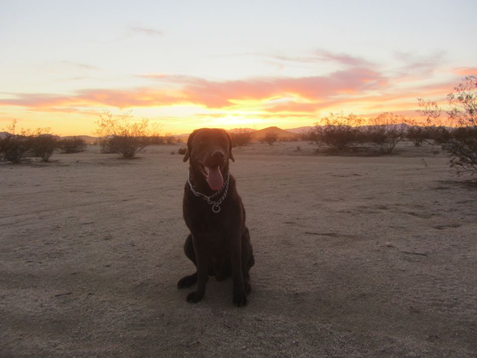 Dark brown dog sitting in a desert landscape at sunset