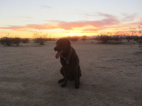 1986 Yugo GV - A dog sits patiently in a desert landscape as the sun sets, casting warm colors across the sky.