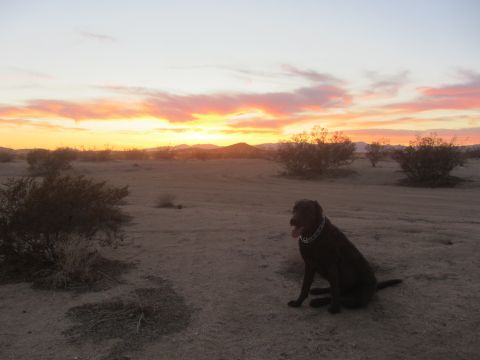 1986 Yugo GV - A dog sits in the desert as the sun sets, casting warm colors across the sky.