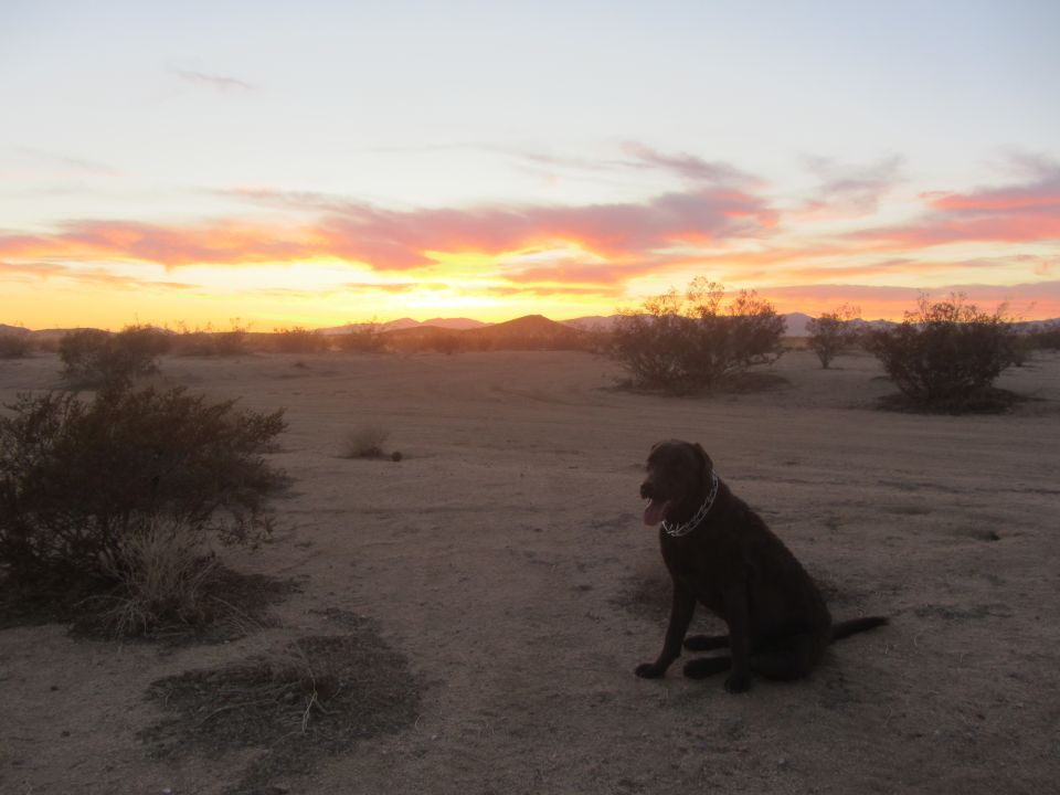 Dark-colored dog sits in a desert landscape with sparse bushes under a colorful sunset sky