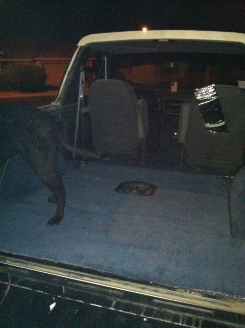1989 Ford Bronco - Dog in the back of a vehicle, showing the interior carpet and seats.