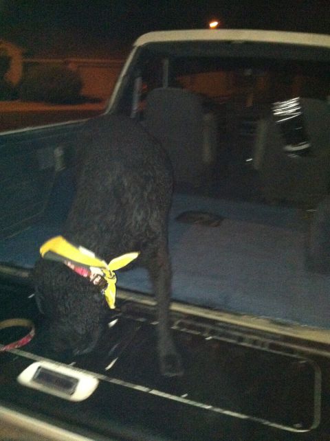 1989 Ford Bronco - A dog wearing a bandana is inside the cargo area of a vehicle.