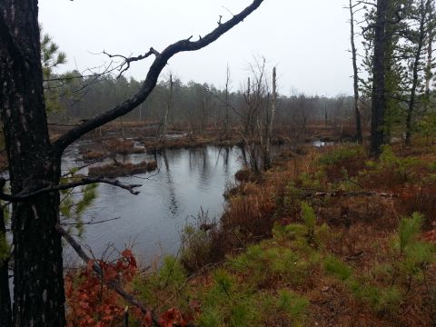 1987 Toyota 4Runner - A gloomy day in Wharton State Forest shows a still body of water surrounded by trees and marshy vegetation.