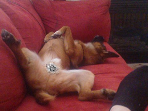 1992 Ford Bronco - A dog rests comfortably on a red couch, appearing completely relaxed.