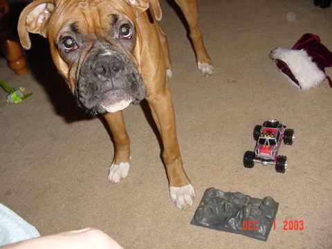 1989 Ford Bronco - Cassius is not impressed