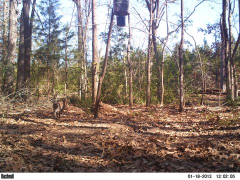 1989 Ford Bronco - A deer is seen walking through a wooded area with a feeder overhead.
