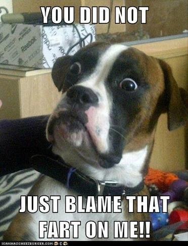 1988 Ford Bronco - A dog looks shocked and offended by an accusation, with text overlay expressing disbelief.
